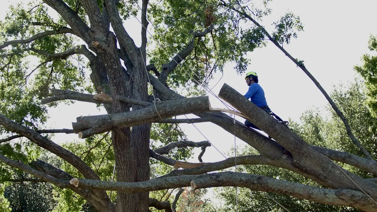 Professional Hazardous Tree Removal performed by certified arborists in Jay